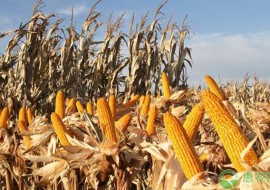 VC果园：密植玉米品种有哪些？耐密植性好的玉米品种介绍
