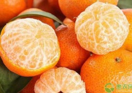 VC果园：2019全国最新砂糖橘价格行情分析，未来砂糖橘种植前景怎样？