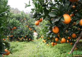 VC果园：橙子什么季节成熟？如何挑选甜而多汁的橙子？