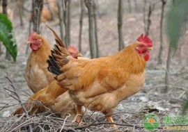 VC果园：单纯用玉米喂鸡可以吗？玉米和什么搭配喂鸡好？