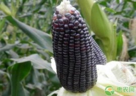 VC果园：贮藏玉米的四个小技巧，简单又实用！