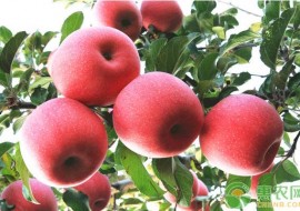 VC果园：我国苹果的主要产地在哪里？哪个地方的苹果最好吃？