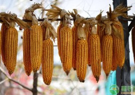 VC果园：2020年玉米价格多少钱一斤？能涨到1.2元/斤吗？