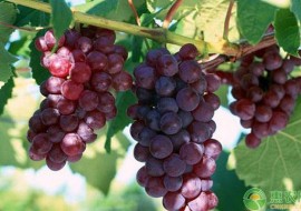 VC果园：今年葡萄价格低，那么明年会涨吗？2020年葡萄价格行情预测
