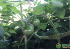 VC果园：番茄新品种及其生长特性介绍