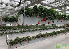 VC果园：六大优质草莓产地品种介绍