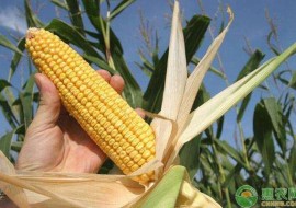 VC果园：2020年玉米种植效益分析，玉米种植有何补贴？