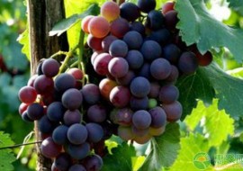VC果园：中国酿酒葡萄品种介绍