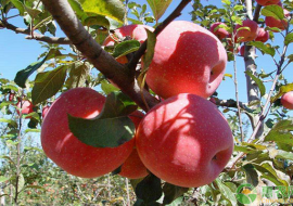 VC果园：有发展前景的苹果品种介绍