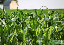 VC果园：玉米市场价格下跌，主要是受这四个因素影响！