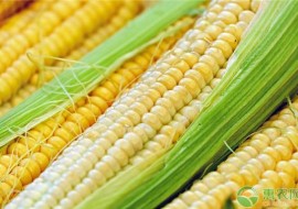 VC果园：内蒙古赤峰地区玉米最新价格多少钱一斤？赤峰玉米价格行情怎样？