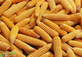 VC果园：山东单县玉米多少钱一斤？影响玉米价格因素有哪些？