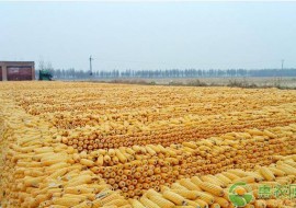VC果园：牡丹江玉米最新价格行情走势分析