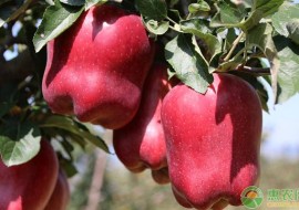 VC果园：甘肃天水苹果最新报价，为何今年天水花牛苹果偏低？