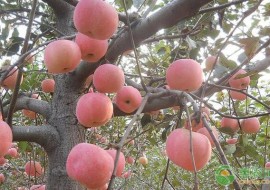 VC果园：山东威海地区苹果价格多少钱一斤？附苹果行情走势分析