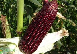 VC果园：黑玉米价格多少钱一斤？黑玉米种植前景及效益分析