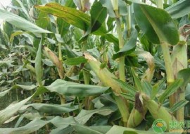 VC果园：吉林大安玉米最新价格多少钱一斤？吉林适合种什么品种玉米？