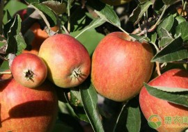 VC果园：种植苹果的前景怎么样？种植成本及种植收益如何？
