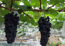 VC果园：值得种植的优质葡萄品种