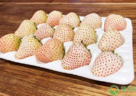 VC果园：白草莓价格多少钱一斤？白草莓为什么这么贵？