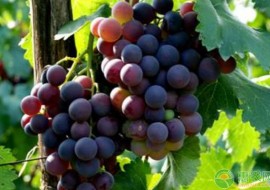 VC果园：中国常见葡萄品种介绍