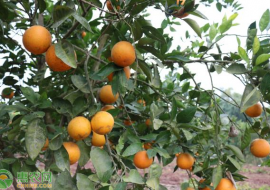 VC果园：血橙几月份成熟上市？血橙与普通橙子的区别有哪些？