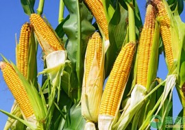 VC果园：玉米补贴最新消息2020什么时候发放？玉米补贴多少钱一亩？