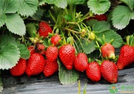 VC果园：日本一颗草莓900，极具观赏性！传说中的贵族水果有哪些？
