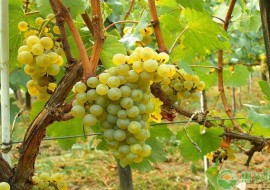 VC果园：新疆哪里的葡萄干最好吃最正宗？几月份上市？