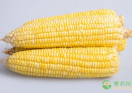 VC果园：玉米采购价格多少钱一斤？影响玉米行情的因素主要有哪些？