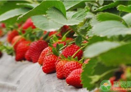 VC果园：日本天价草莓一颗900元！什么草莓这么贵？和普通草莓的区别在哪？