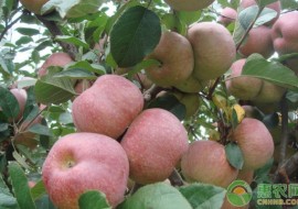 VC果园：丑苹果是哪里产的？哪个产地最出名最好吃？