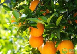 VC果园：中国哪里的橙子最出名最好吃？看看你的家乡上榜没！