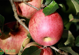 VC果园：丑苹果为什么叫丑苹果？丑苹果什么时候成熟？如何挑选？