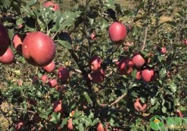 VC果园：大凉山丑苹果好吃吗？大凉山丑苹果和阿克苏哪个更好吃？