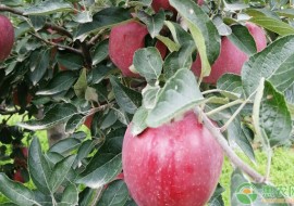 VC果园：丑苹果就是冰糖心苹果吗？丑苹果品种特点介绍