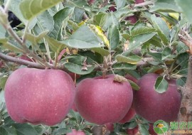 VC果园：四川和云南丑苹果哪里更好吃？区别在哪？