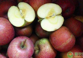VC果园：大凉山丑苹果是什么品种？产地是哪？多少钱一斤？