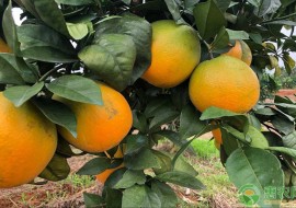 VC果园：最好的橙子产地（附产地品种介绍）