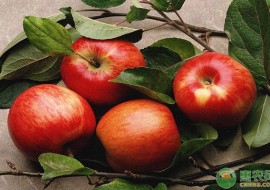VC果园：脆苹果和面苹果哪个好？苹果为什么会面呢？