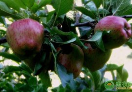 VC果园：中国最好吃的苹果排名第一是哪个地方？