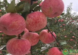 VC果园：苹果最新价格多少钱一斤？春节前后苹果的行情走势如何？