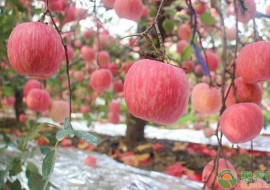 VC果园：白水苹果多少钱一斤？白水苹果为什么优质高产？