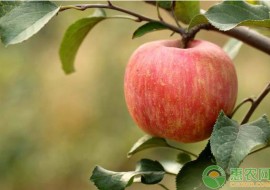 VC果园：嘎啦苹果多少钱一斤？几月份成熟？（附功效作用）