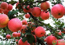 VC果园：2020年红富士苹果多少钱一斤？春节前后红富士苹果行情分析