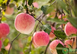 VC果园：白水苹果为什么出名？白水苹果和洛川苹果哪个好？