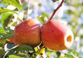 VC果园：红富士苹果哪里的最好吃？挑选红富士苹果的八个技巧！
