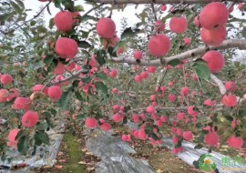 VC果园：洛川苹果为什么贵？批发价格多少钱一斤？