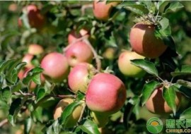 VC果园：洛川苹果和烟台苹果哪个好？它们有何区别？