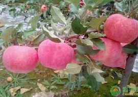 VC果园：宜川壶口苹果多少钱一斤？宜川苹果为什么受欢迎？